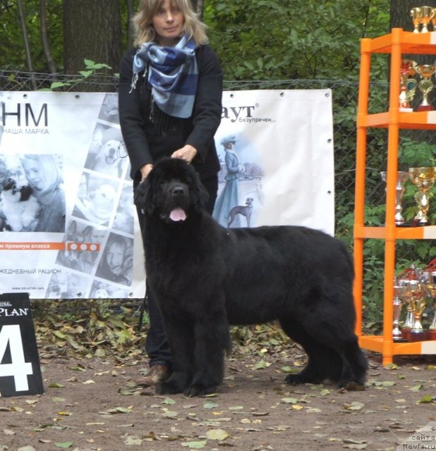 Фото: ньюфаундленд Smigar Greyt Saksyes (Смигар Грейт Саксэс)