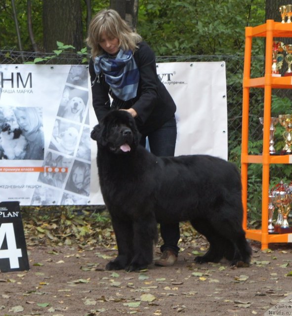 Фото: ньюфаундленд Smigar Greyt Saksyes (Смигар Грейт Саксэс)