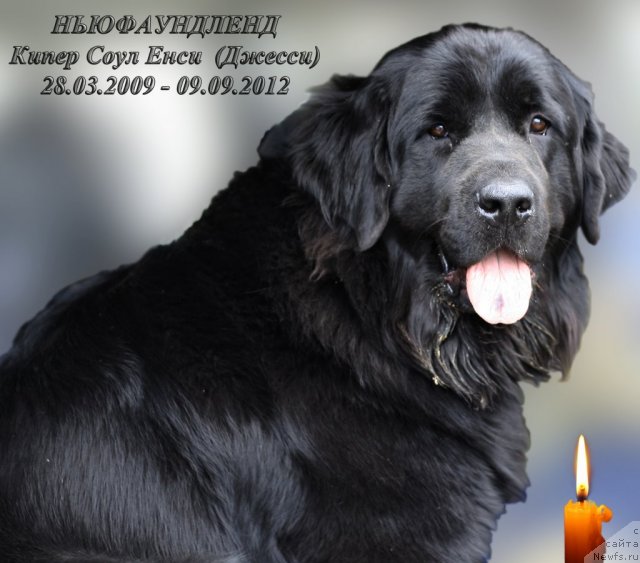 Фото: ньюфаундленд Kiper Soul Ensi (Кипер Соул Енси)