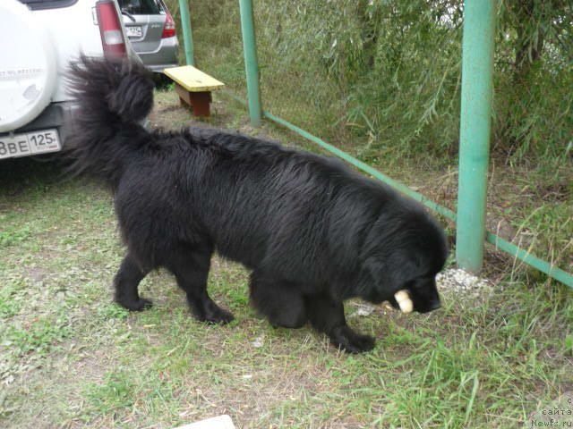 Фото: ньюфаундленд Nessi Blyek s  Lesnoy Zaimki (Несси Блэк с  Лесной Заимки)