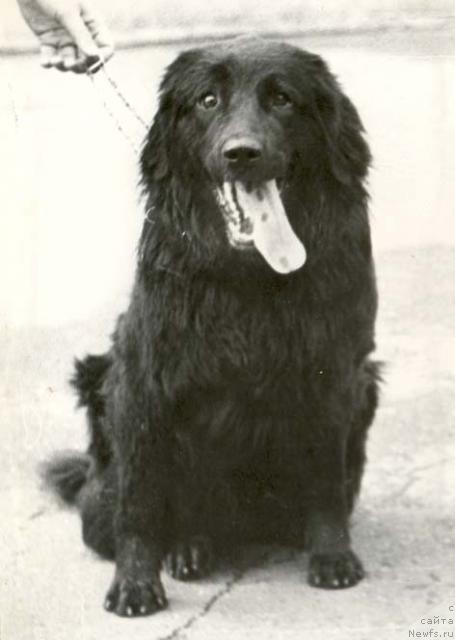 Фото: ньюфаундленд Flyor (Флёр)