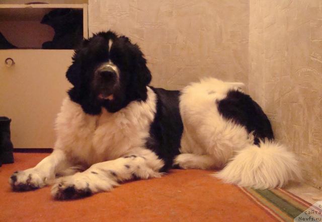 Фото: ньюфаундленд Mag Ispolin Infanta (Маг Исполин Инфанта)