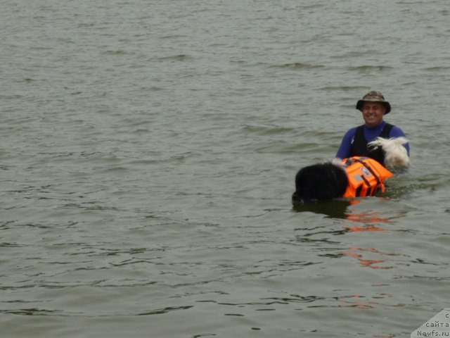 Фото: ньюфаундленд Super Premium Zanzibar (Супер Премиум Занзибар)