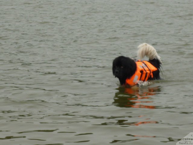 Фото: ньюфаундленд Super Premium Zanzibar (Супер Премиум Занзибар)