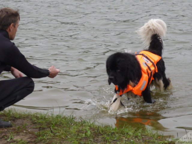 Фото: ньюфаундленд Super Premium Zanzibar (Супер Премиум Занзибар)