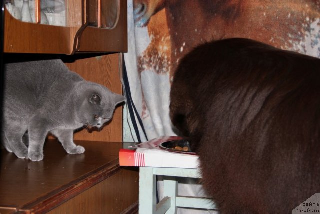 Фото: ньюфаундленд Obush SHed YAntarnyiy Poceluy (Обуш Шед Янтарный Поцелуй), Cinnamon Cake Danis Devito