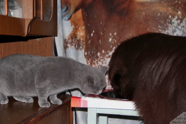 Фото: ньюфаундленд Obush SHed YAntarnyiy Poceluy (Обуш Шед Янтарный Поцелуй), Cinnamon Cake Danis Devito
