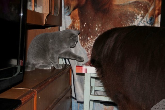 Фото: ньюфаундленд Obush SHed YAntarnyiy Poceluy (Обуш Шед Янтарный Поцелуй), Cinnamon Cake Danis Devito