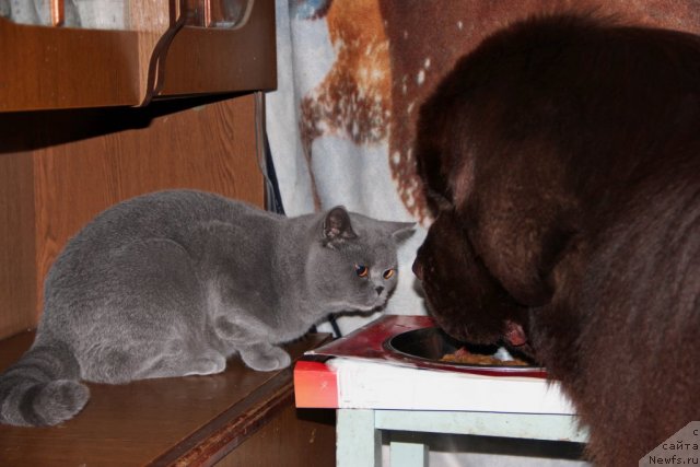 Фото: ньюфаундленд Obush SHed YAntarnyiy Poceluy (Обуш Шед Янтарный Поцелуй), Cinnamon Cake Danis Devito