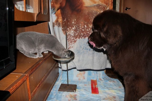 Фото: ньюфаундленд Obush SHed YAntarnyiy Poceluy (Обуш Шед Янтарный Поцелуй), Cinnamon Cake Danis Devito