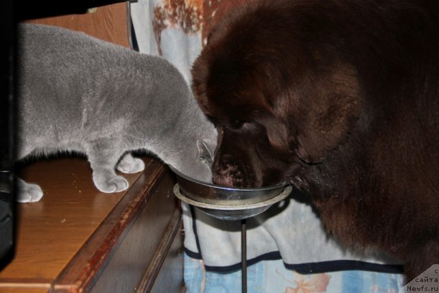 Фото: ньюфаундленд Obush SHed YAntarnyiy Poceluy (Обуш Шед Янтарный Поцелуй), Cinnamon Cake Danis Devito