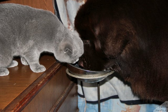 Фото: ньюфаундленд Obush SHed YAntarnyiy Poceluy (Обуш Шед Янтарный Поцелуй), Cinnamon Cake Danis Devito