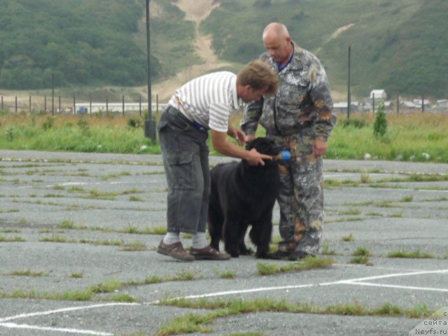 Фото: ньюфаундленд Nessi Blyek s  Lesnoy Zaimki (Несси Блэк с  Лесной Заимки), Aleksandr Burmistrov (Александр Бурмистров)