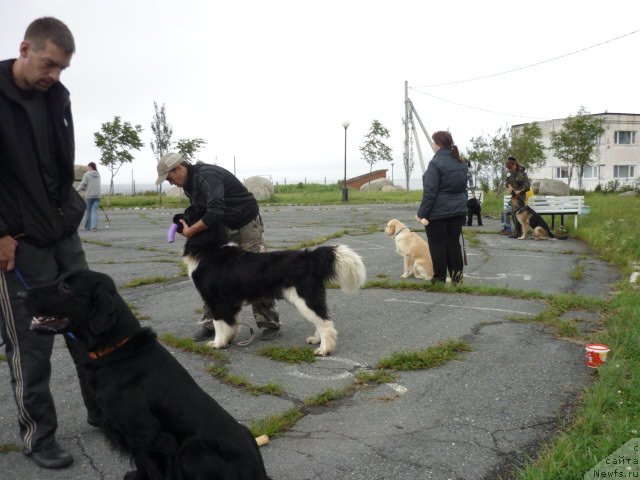 Фото: ньюфаундленд Super Premium Zanzibar (Супер Премиум Занзибар), Aleksandr Golodnyak (Александр Голодняк)