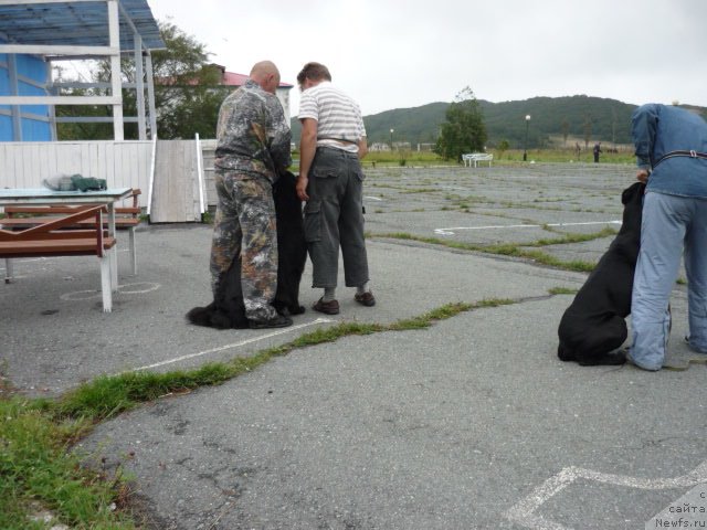 Фото: ньюфаундленд Nessi Blyek s  Lesnoy Zaimki (Несси Блэк с  Лесной Заимки), Александр Бурмистров