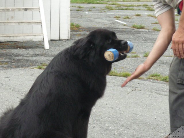 Фото: ньюфаундленд Nessi Blyek s  Lesnoy Zaimki (Несси Блэк с  Лесной Заимки)