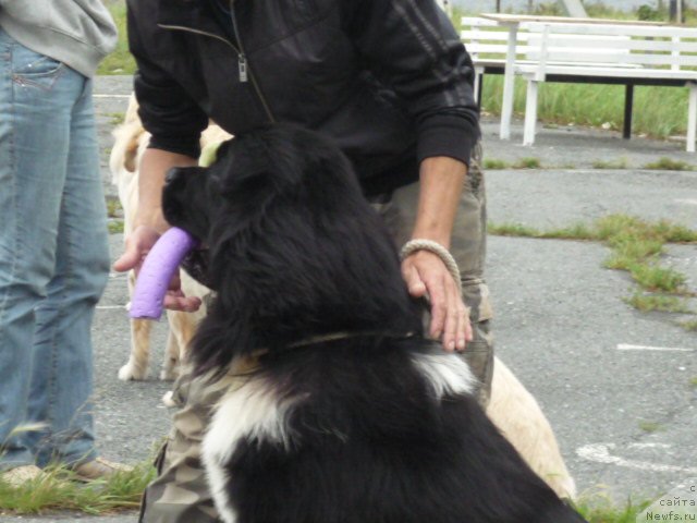 Фото: ньюфаундленд Super Premium Zanzibar (Супер Премиум Занзибар)