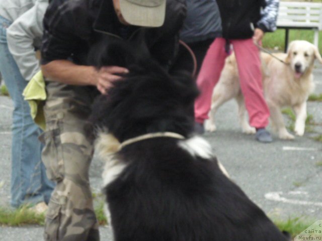 Фото: ньюфаундленд Super Premium Zanzibar (Супер Премиум Занзибар)