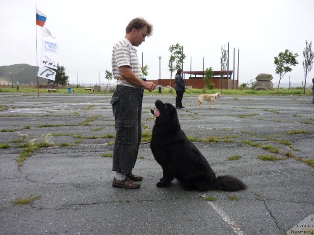 Фото: ньюфаундленд Nessi Blyek s  Lesnoy Zaimki (Несси Блэк с  Лесной Заимки)