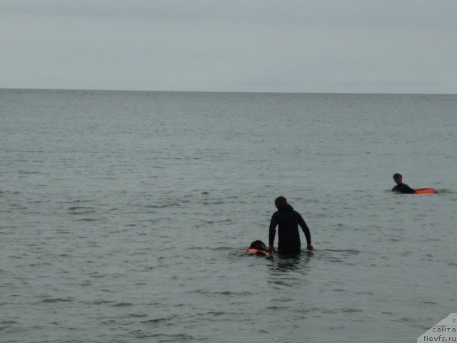 Фото: ньюфаундленд Nessi Blyek s  Lesnoy Zaimki (Несси Блэк с  Лесной Заимки), ньюфаундленд Super Premium Zanzibar (Супер Премиум Занзибар)