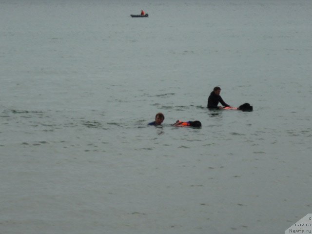 Фото: ньюфаундленд Nessi Blyek s  Lesnoy Zaimki (Несси Блэк с  Лесной Заимки), ньюфаундленд Super Premium Zanzibar (Супер Премиум Занзибар)