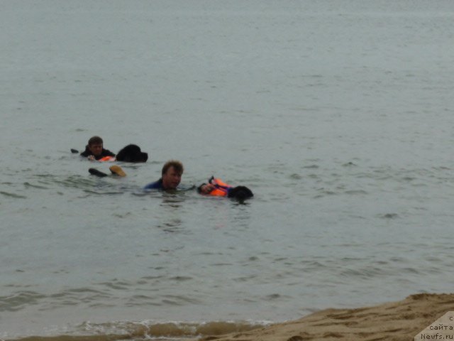 Фото: ньюфаундленд Nessi Blyek s  Lesnoy Zaimki (Несси Блэк с  Лесной Заимки), ньюфаундленд Super Premium Zanzibar (Супер Премиум Занзибар)