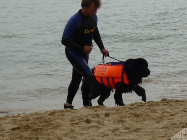 Фото: ньюфаундленд Nessi Blyek s  Lesnoy Zaimki (Несси Блэк с  Лесной Заимки)