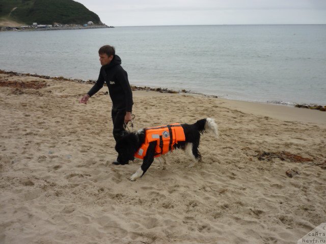 Фото: ньюфаундленд Super Premium Zanzibar (Супер Премиум Занзибар)