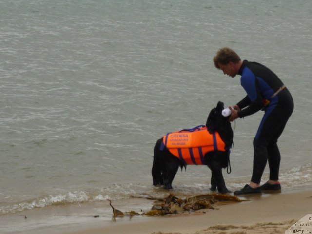 Фото: ньюфаундленд Nessi Blyek s  Lesnoy Zaimki (Несси Блэк с  Лесной Заимки)
