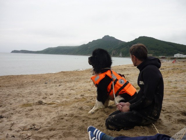 Фото: ньюфаундленд Super Premium Zanzibar (Супер Премиум Занзибар)