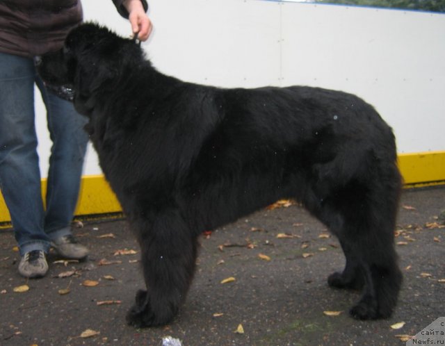 Фотография № 106480