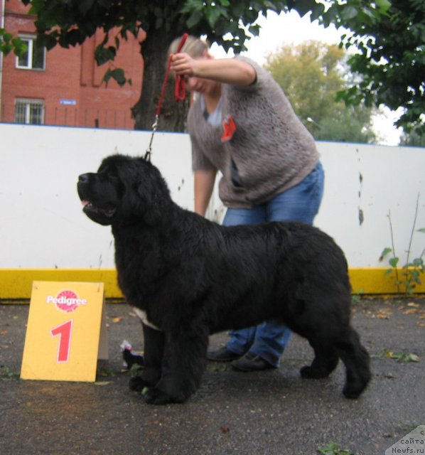 Фото: ньюфаундленд Marfa Dlja Tihogo Omuta iz Plemeni Kedra (Марфа для Тихого Омута из Племени Кедра)