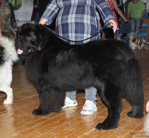 Фото: Lyudmila Ovsyannikova (Людмила Овсянникова), ньюфаундленд Omar SHerif (Омар Шериф)