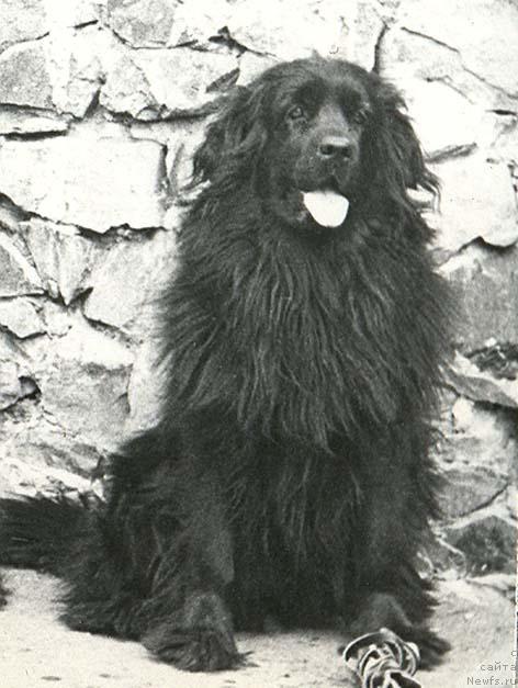 Фото: ньюфаундленд Djipsi Askrin (Джипси Аскрин)