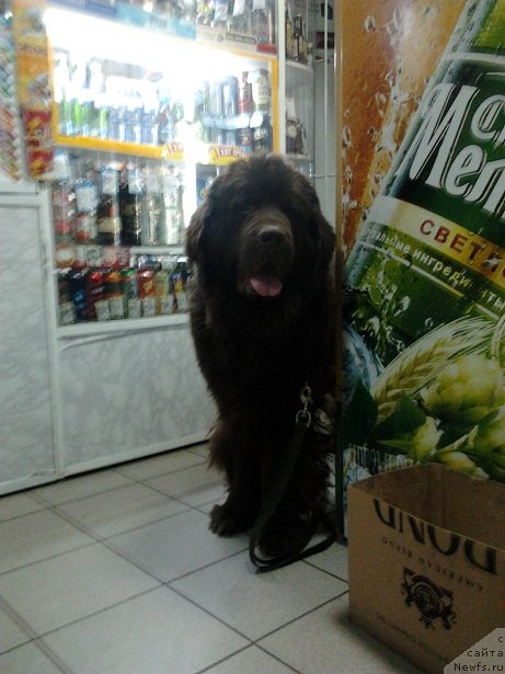 Фото: ньюфаундленд CHernyiy SHarm Amber Best Dog FO Marleon (Черный Шарм Амбер Бест Дог ФО Марлеон)