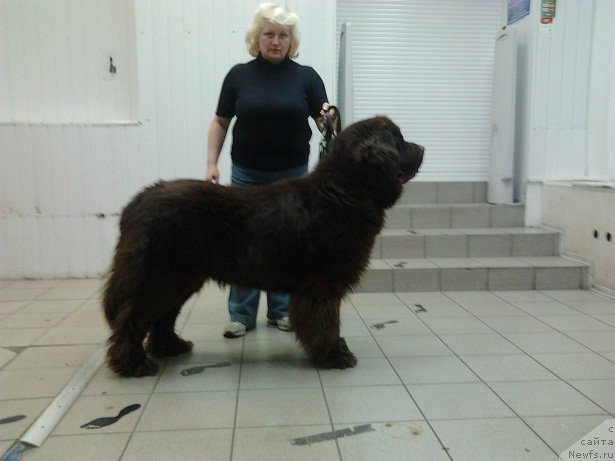 Фото: ньюфаундленд CHernyiy SHarm Amber Best Dog FO Marleon (Черный Шарм Амбер Бест Дог ФО Марлеон), Tat'yana SHayduk (Татьяна Шайдук)