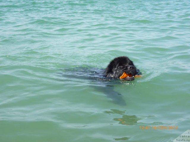 Фото: ньюфаундленд Smigar Gordon Fellow (Смигар Гордон-Феллоу)