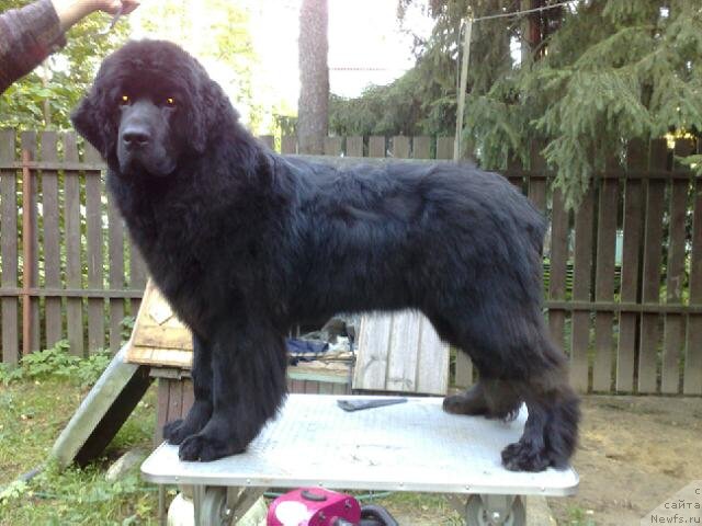 Фото: ньюфаундленд Smigar Severnaya Verona (Смигар Северная Верона)