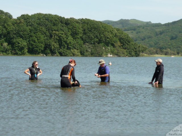 Фото: ньюфаундленд Nessi Blyek s  Lesnoy Zaimki (Несси Блэк с  Лесной Заимки), Natal'ya Voronova (Наталья Воронова)