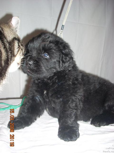 Фото: ньюфаундленд Ken Bilovd (Кен Биловд)