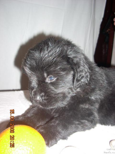 Фото: ньюфаундленд Konan Pandyerouz (Конан Пандэроуз)