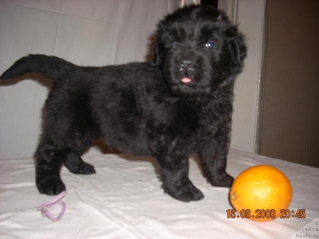 Фото: ньюфаундленд Kunak Maydia (Кунак Майдиа)