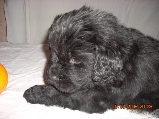 Фото: ньюфаундленд Kado Koal (Кадо Коал)