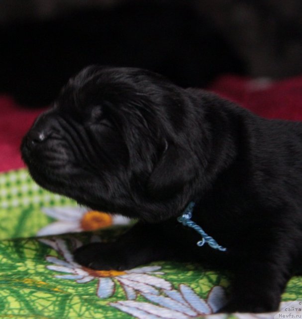 Фото: ньюфаундленд Akvian Song Illyuzion (Аквиан Сонг Иллюзион)