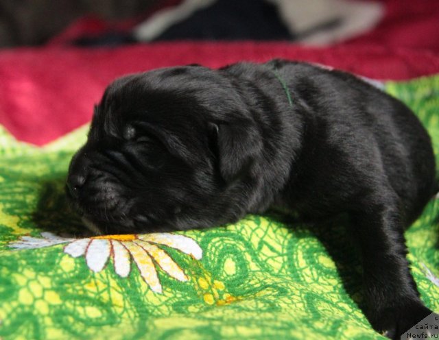 Фото: ньюфаундленд Akvian Song Invizibel YEnjel (Аквиан Сонг Инвизибел Энжел)