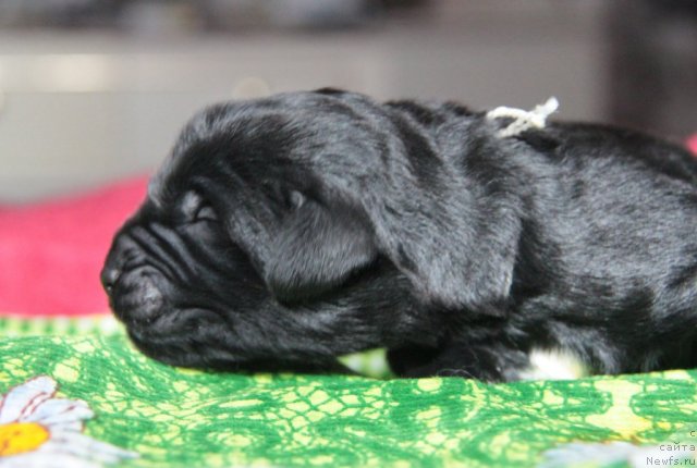 Фото: ньюфаундленд Akvian Song Inseyshibel Layf (Аквиан Сонг Инсейшибел Лайф)