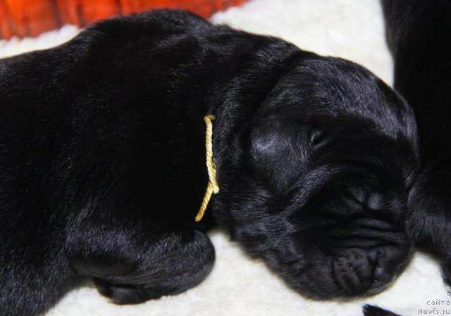 Фото: ньюфаундленд Akvian Song Idzumi (Аквиан Сонг Идзуми)