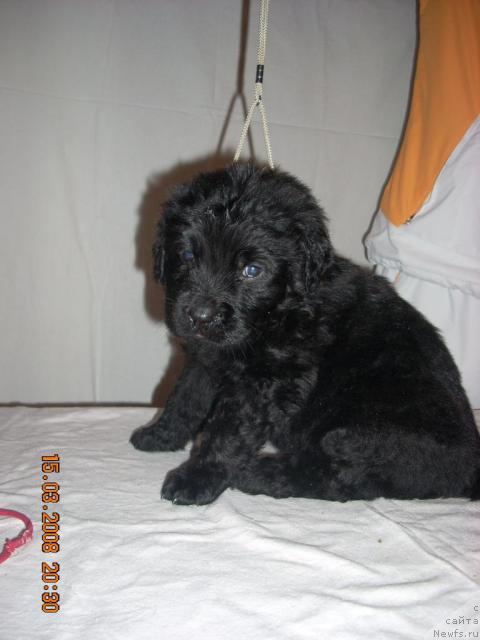 Фото: ньюфаундленд Kassi CHaming (Касси Чаминг)