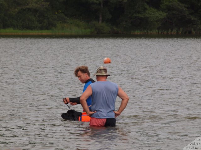 Фото: ньюфаундленд Nessi Blyek s  Lesnoy Zaimki (Несси Блэк с  Лесной Заимки)