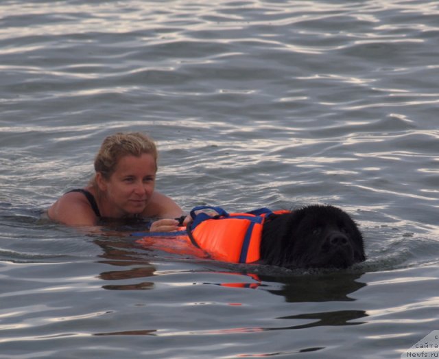 Фото: ньюфаундленд Nessi Blyek s  Lesnoy Zaimki (Несси Блэк с  Лесной Заимки)